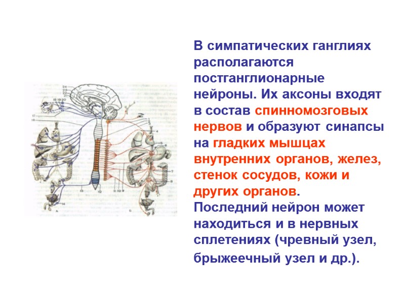 В симпатических ганглиях располагаются постганглионарные нейроны. Их аксоны входят в состав спинномозговых нервов и В симпатических ганглиях располагаются постганглионарные нейроны. Их аксоны входят в состав спинномозговых нервов и